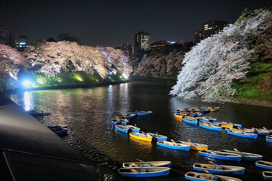 Chidorigafuchi moat cherry blossom and rowing boats at Tokyo Imperial Palace in the peak hanami week