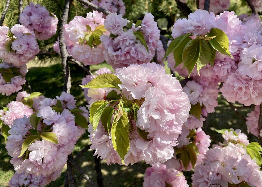 Cherry blossom in Hama-rikyu former Tokugawa duck reserve