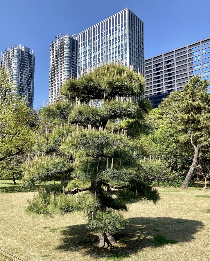 Hama-rikyu pine forest with the Shiodome skyline behind