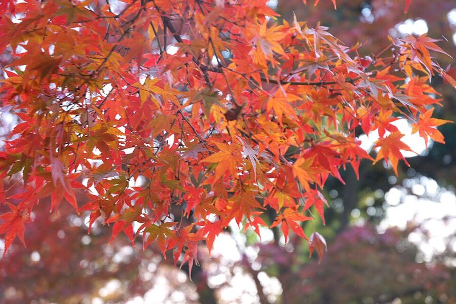 Hikone Castle tenshu seen through autumn maple colours with yellow red and orange leaves in the foreground
