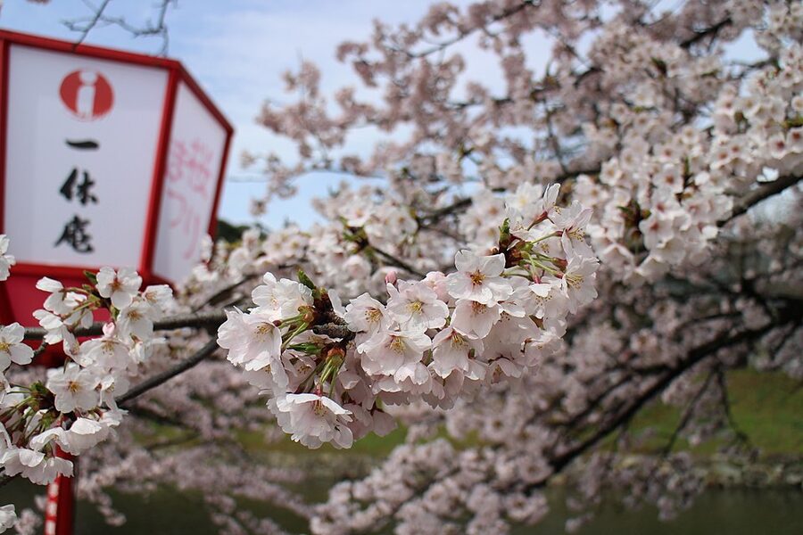 Hikone Castle seen from across the inner moat during cherry blossom season