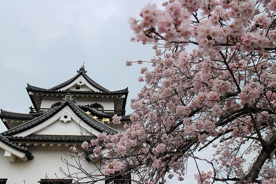 Hikone Castle daitenshu three-story original tenshu National Treasure standing on the ishigaki stone base at the top of Konki-yama hill