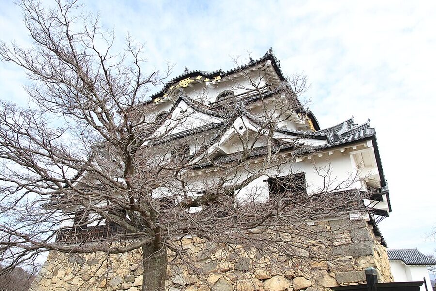 Hikone Castle tenshu photographed through a leafless winter tree showing the bare branch framing the white plastered keep in January