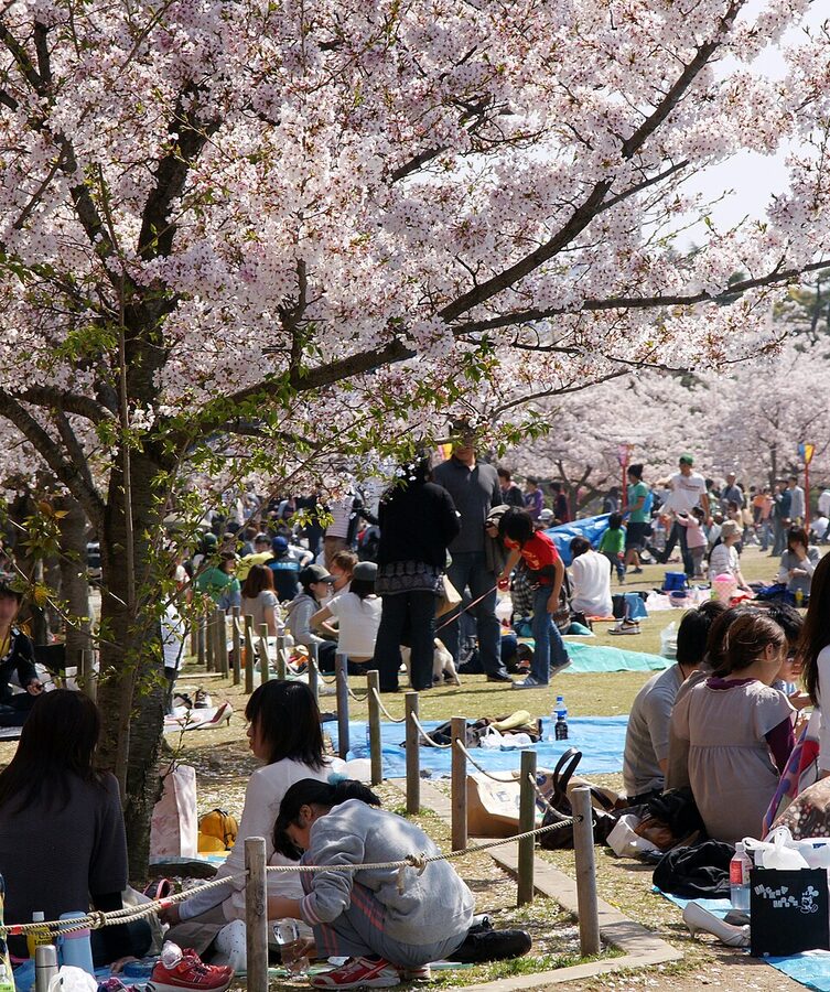 Himeji Castle with cherry blossoms in full spring bloom, the white tower framed by pink sakura