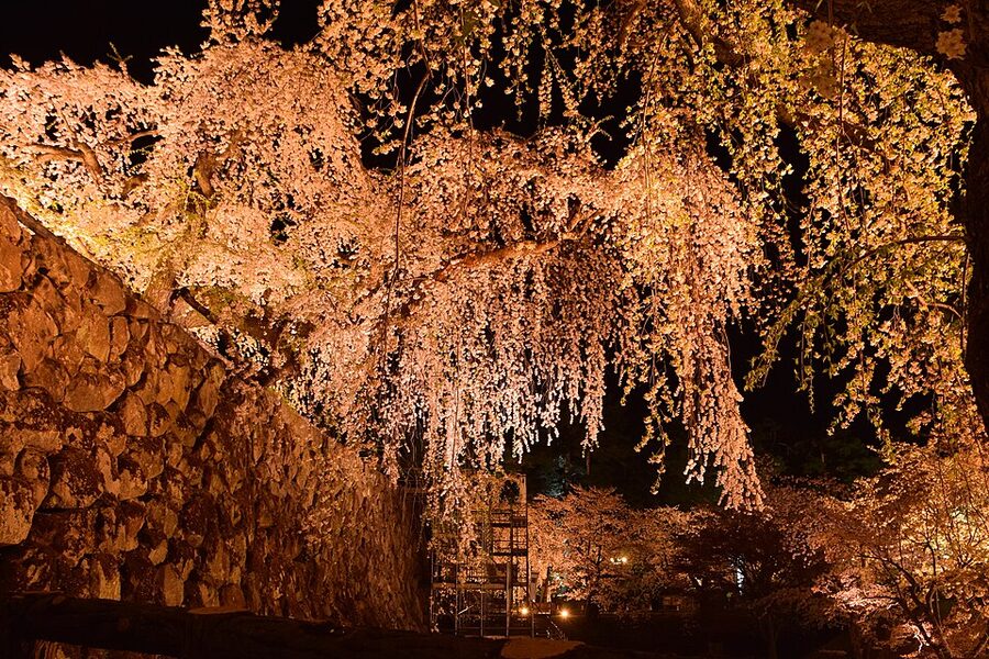 Night-illuminated cherry blossoms along the inner moat of Hirosaki Castle during the Sakura Matsuri with full pink-bloom canopy reflected in the water