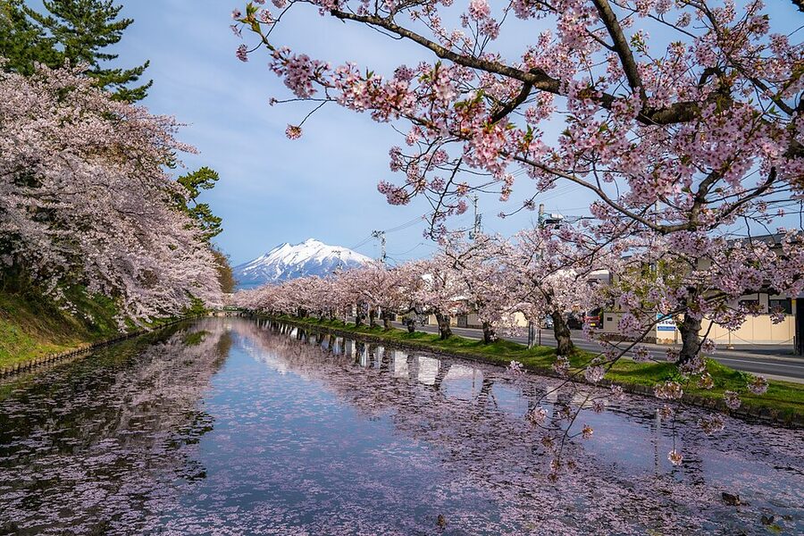 Hirosaki Sakura Matsuri pink-bloom foreground with Mount Iwaki the 1625-metre Tsugaru-Fuji stratovolcano rising behind the castle park
