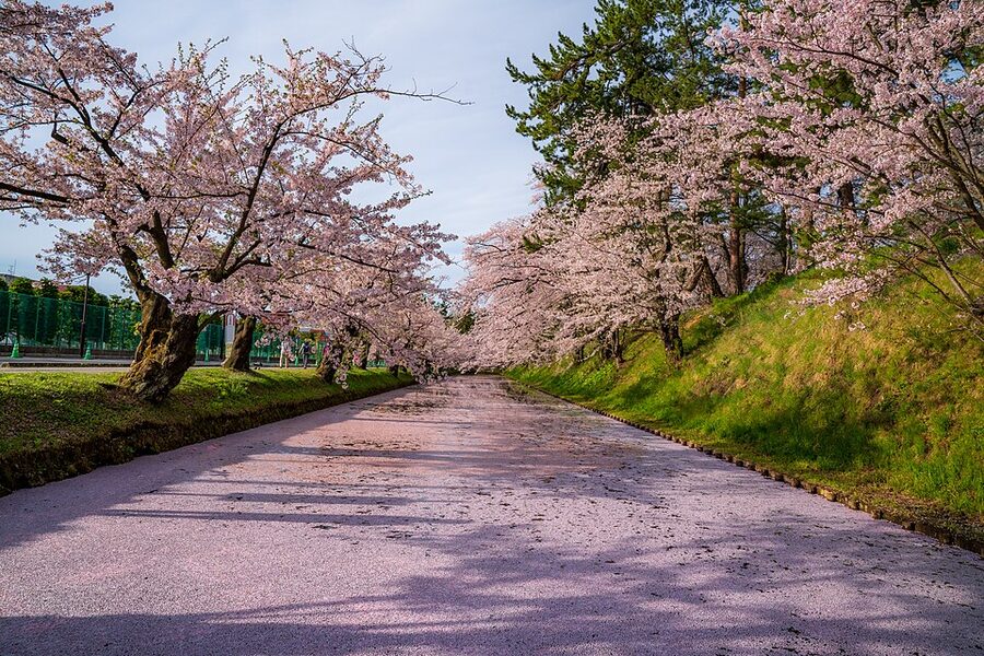 Fallen cherry-blossom petal carpet covering the surface of the outer moat at Hirosaki Park during the peak-bloom late-April Sakura Matsuri