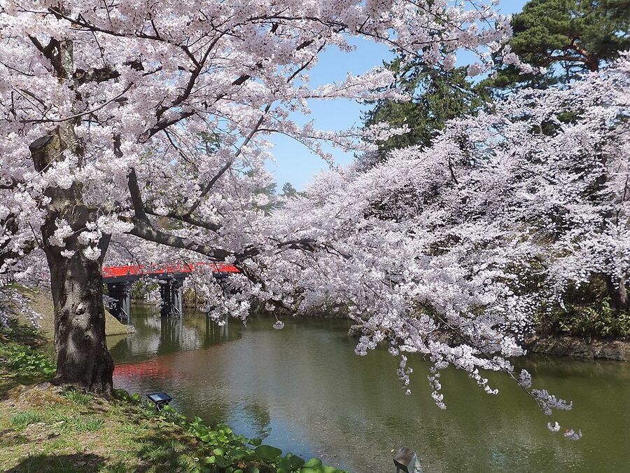 Hirosaki Castle tenshu photographed in April 2016 with full-bloom Somei-Yoshino cherry blossoms in the foreground and the honmaru stone base visible