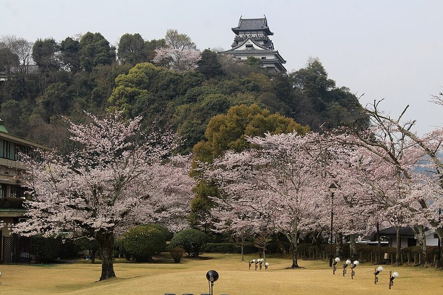 Inuyama Castle tenshu with spring cherry blossom along the honmaru platform in full bloom