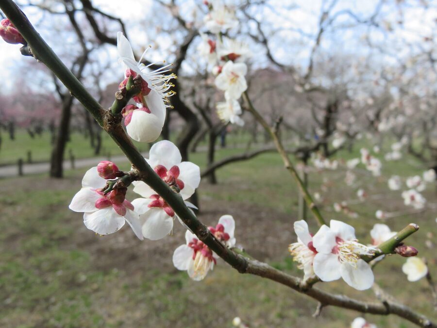 Plum trees in flower at Kairakuen Mito the third great garden