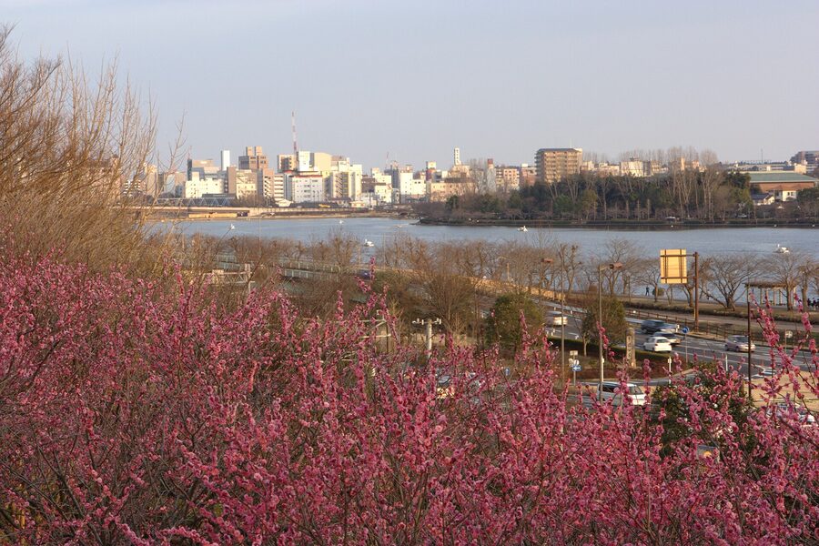 Mito skyline rising behind Kairakuen plum trees