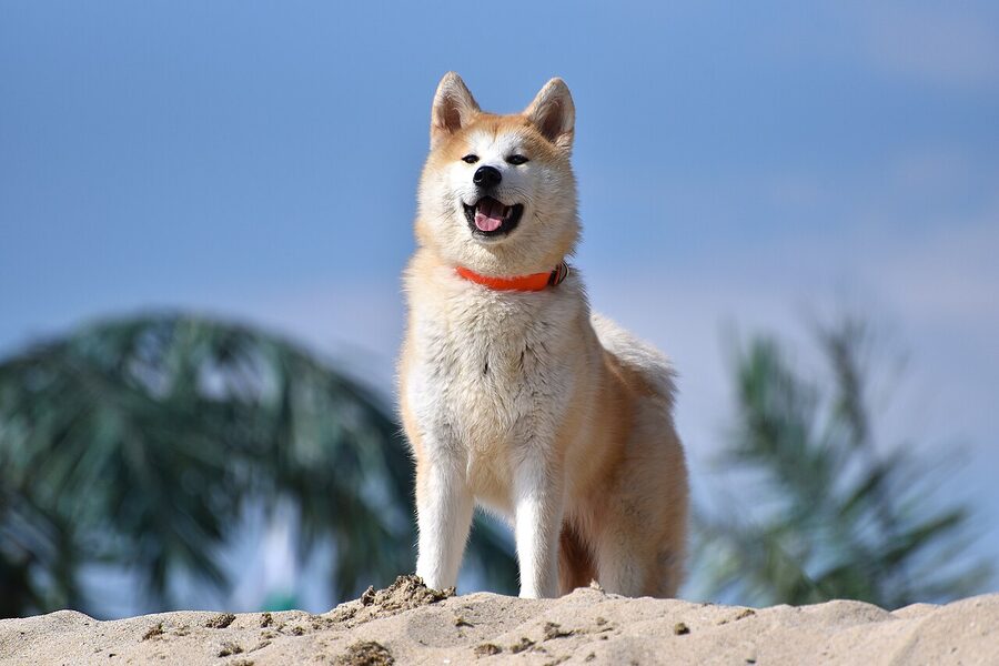 Akita Inu breed portrait Akita prefecture native dog