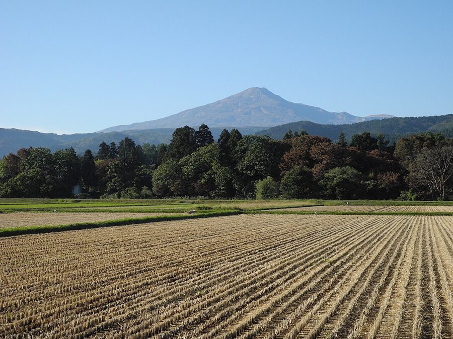 Akita prefecture rice fields beneath Mt Chokai harvest scene