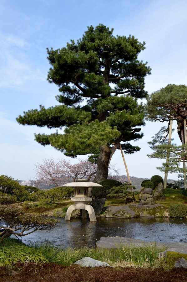 A standing stone lantern and pine in Kenroku-en in spring
