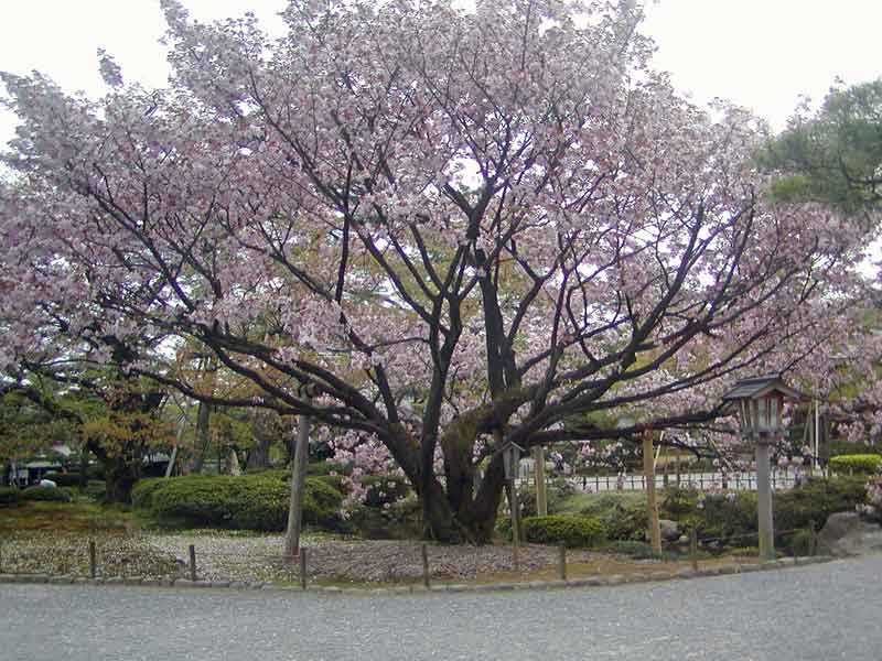 Kenrokuen kumagai cultivar cherry tree in bloom with pink deep-color flowers