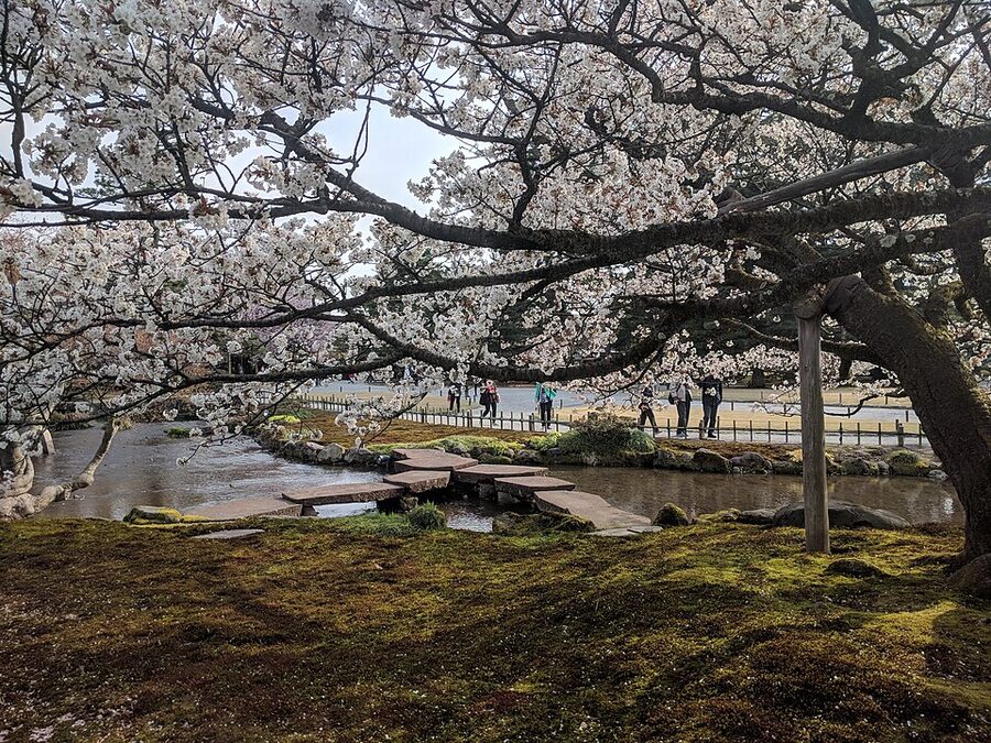 Gankobashi flying-goose stepping-stone bridge at Kenrokuen in Kanazawa under full bloom cherry trees