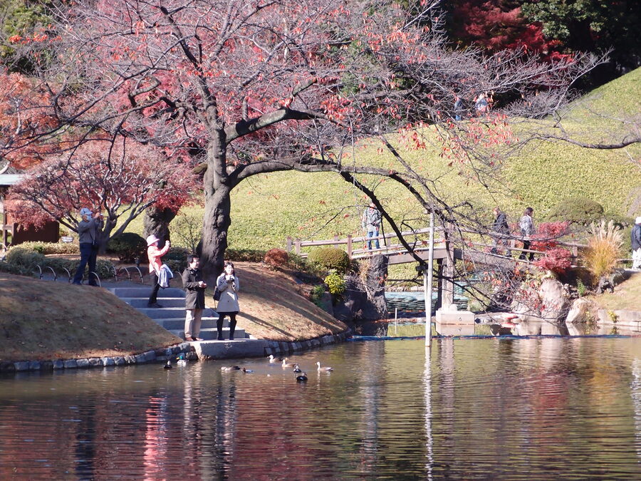 Central pond at Koishikawa Korakuen with autumn maple leaves