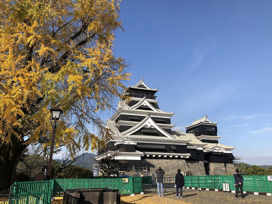 Kumamoto Castle keep in autumn with the second-generation ginkgo tree in the honmaru turning yellow below the tenshu