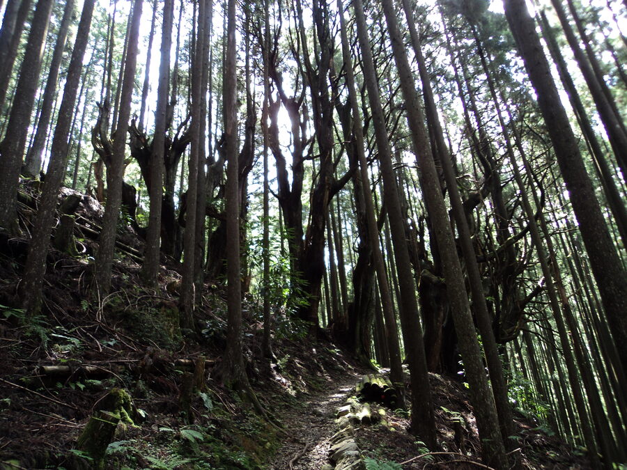Pilgrim walking under enormous moss-draped sugi cedars on the Kumano Kodo path