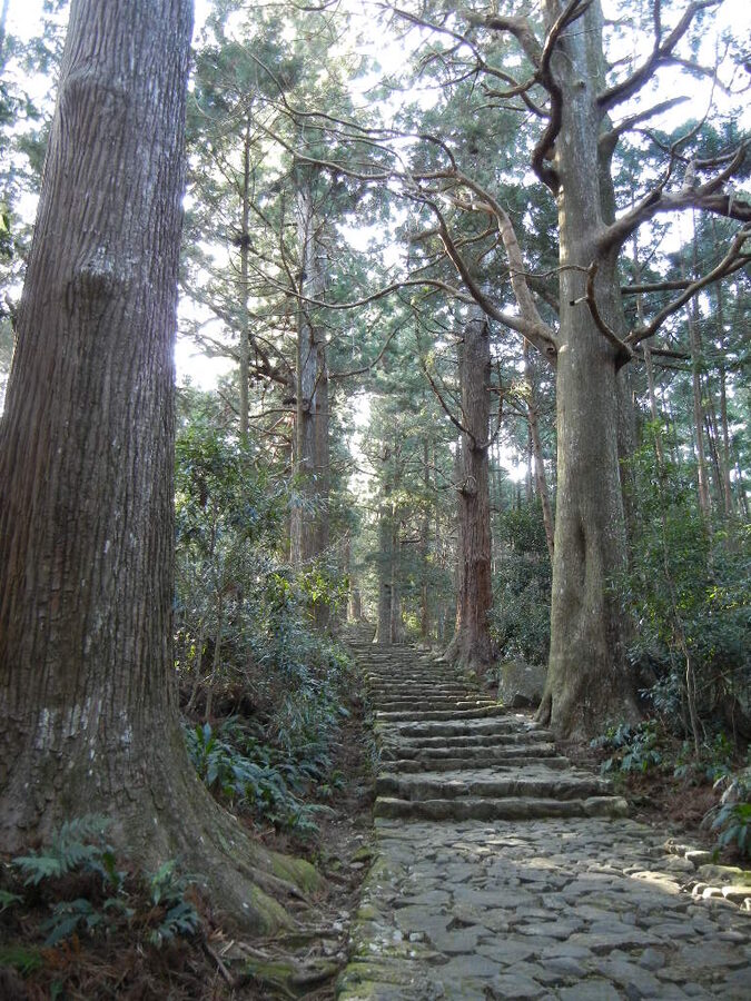 Stone-paved Kumano Kodo trail rising into towering cedars on the Daimonzaka section