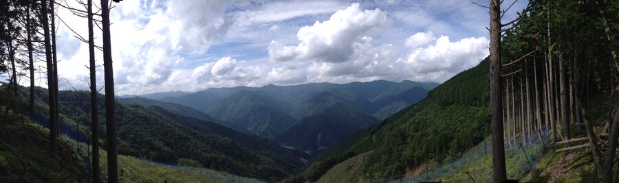 Kumano Kodo trail wandering through deep cedar forest in the Kii Mountain Range