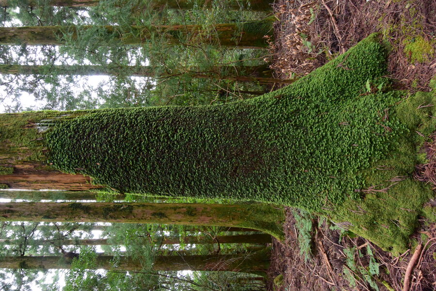 Stone-paved Kumano Kodo trail climbing through mossy cedar forest between Koguchi and Nachisan