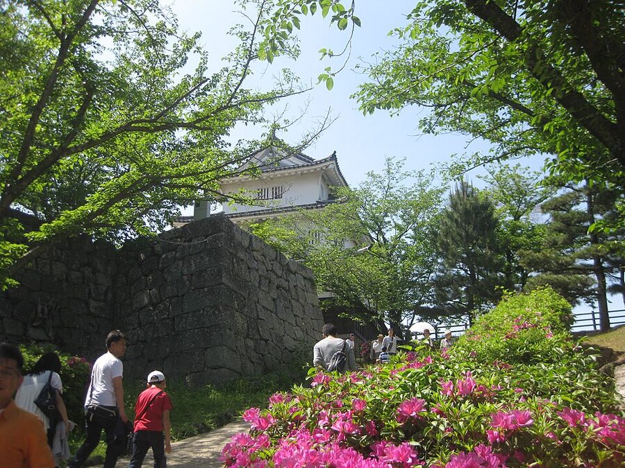 Spring cherry blossoms in front of the Marugame Castle tenshu