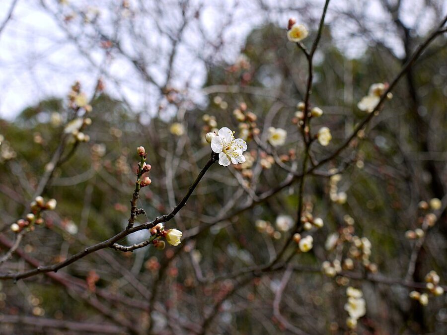 Plum blossoms in bloom at Marugame Castle in late winter