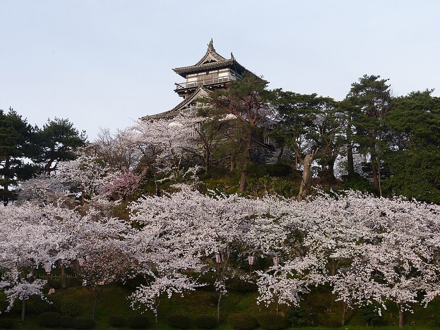Maruoka Castle tenshu framed by cherry blossom in full bloom during the spring sakura festival