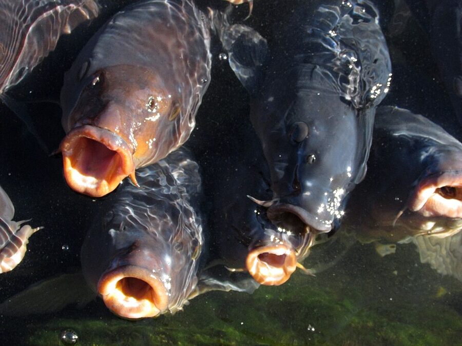Koi carp feeding at the surface of Matsumoto Castle inner moat with the black tenshu keep reflected in the water behind them