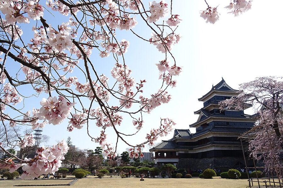 Matsumoto Castle with cherry blossom trees at the inner moat showing the spring bloom that typically peaks in mid April in Nagano Prefecture