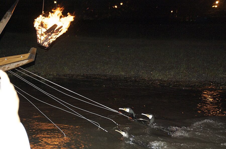 Close view of Japanese cormorants diving around an ukai boat with the kagaribi torch burning at the bow on the Nagara River, Gifu