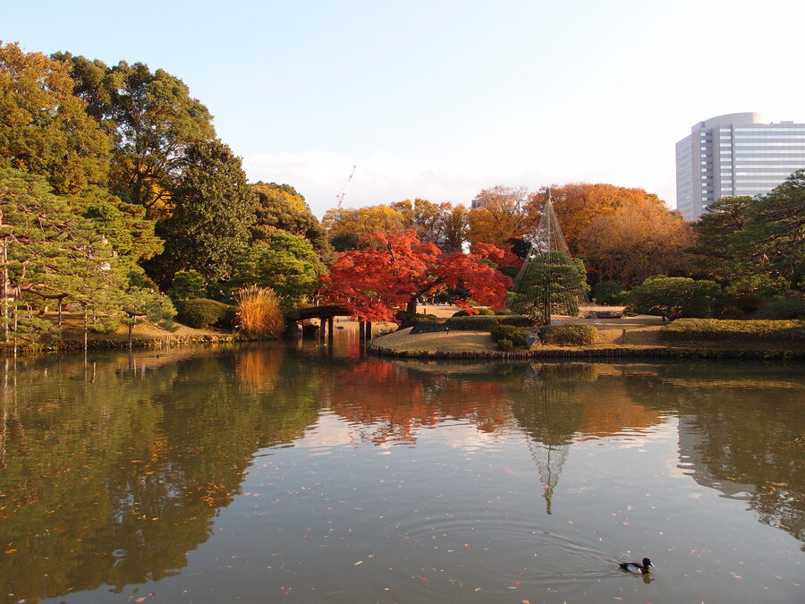 Central pond at Rikugien with maple leaves and reflections