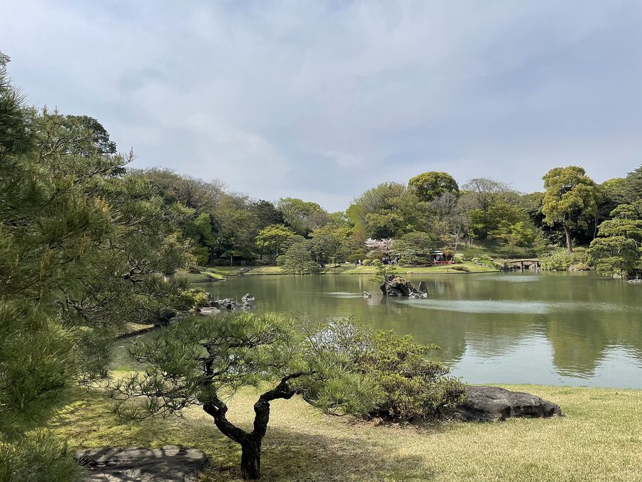 Rikugien in spring with the famous weeping cherry