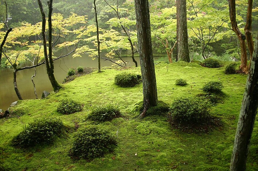 Moss-carpeted ground with tree trunks at Saihoji the Moss Temple in Kyoto