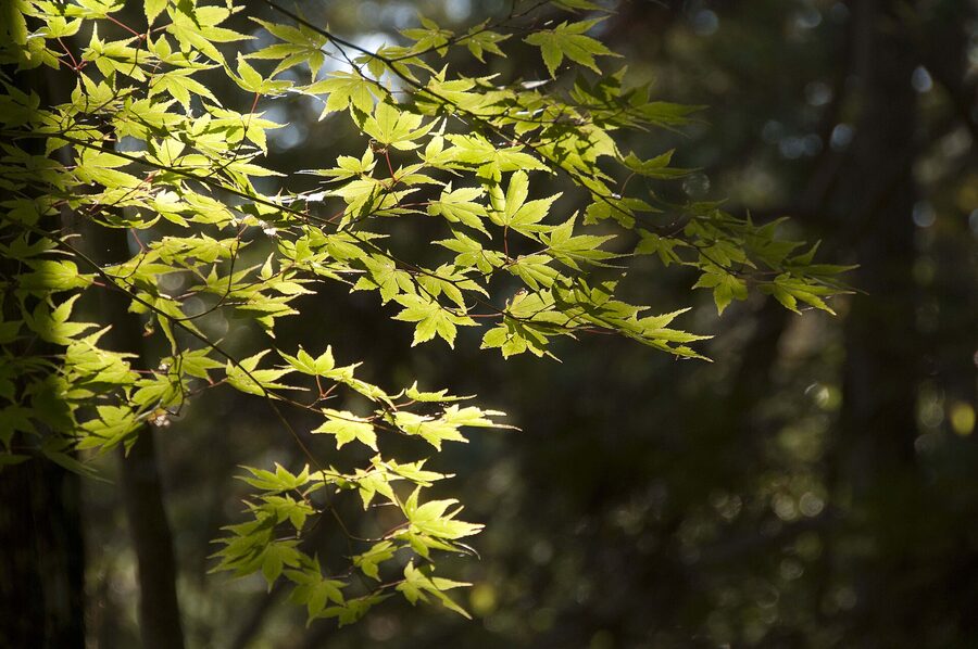 Filtered light over Saiho-ji moss after the postal-mail booking and sutra copying ritual