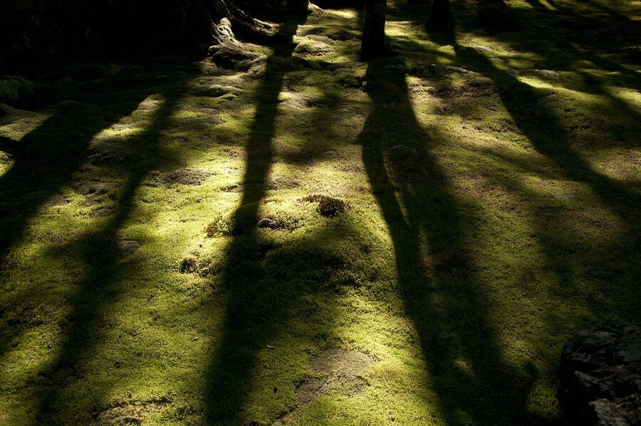 Mossy path through Saiho-ji with over a hundred species recorded