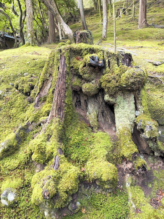 Pond and moss-covered banks at Saihoji the Moss Temple with winter light through trees