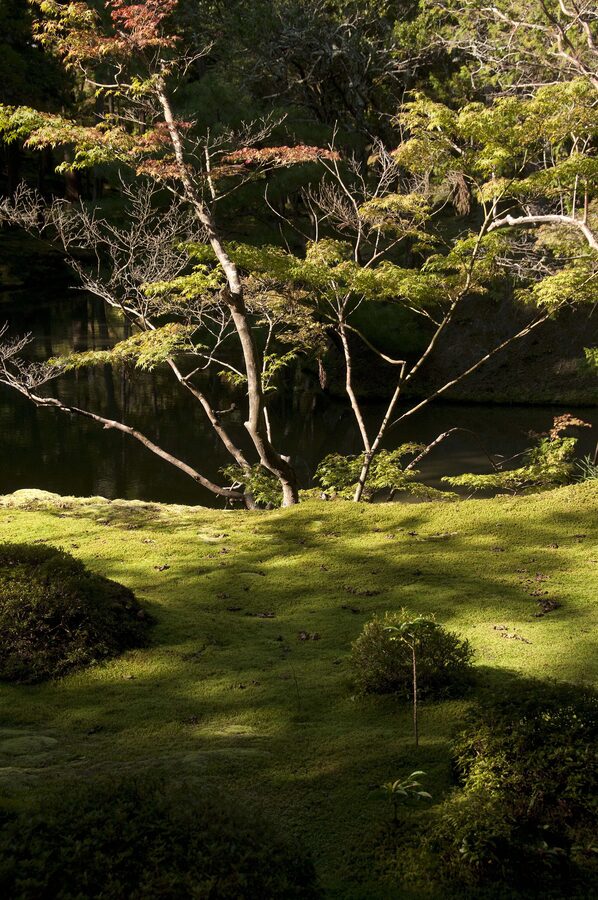 The moss-covered pond garden at Saiho-ji Kokedera