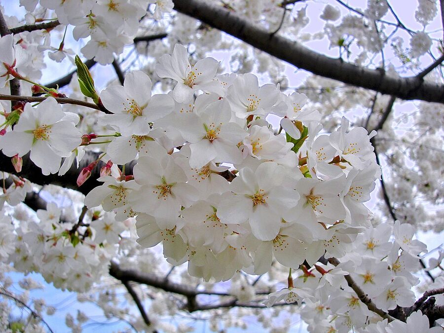 Yoshino cherry trees in bloom around the Tidal Basin in Washington DC with the Jefferson Memorial behind