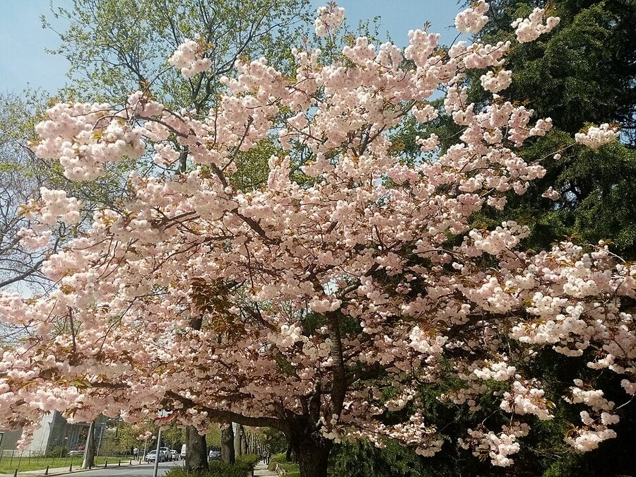 Close-up of Somei-Yoshino Prunus yedoensis cherry blossoms with pale pink petals and red stamens