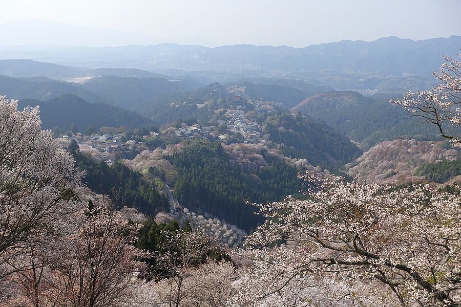 Panoramic view of Yoshino-yama in Nara with thousands of wild yamazakura cherry trees in bloom on the mountainside