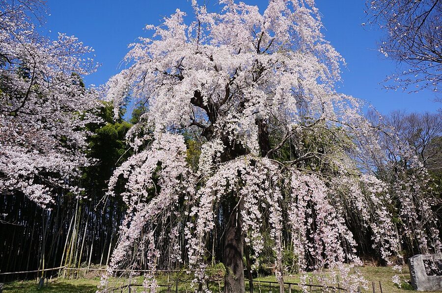 Shidare-zakura weeping cherry tree in full bloom with pendulous branches draped to the ground