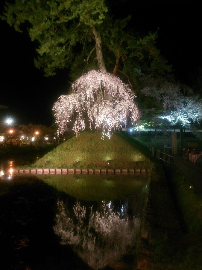 Hirosaki Park cherry blossoms illuminated at night with reflections on the castle moat
