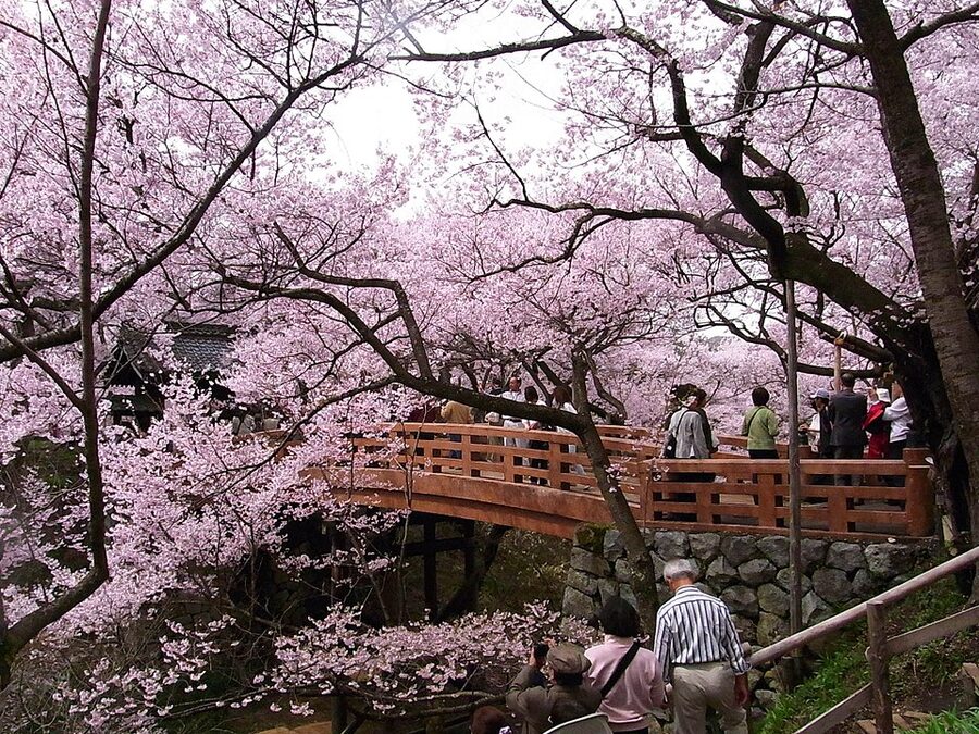 Takato Joshi Park cherry blossoms with distinctive deep pink Takato-kohigan cherries