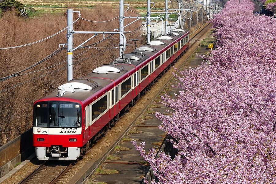 Kawazu-zakura early-blooming cherry trees with deep pink flowers along the Keikyu Kurihama rail line