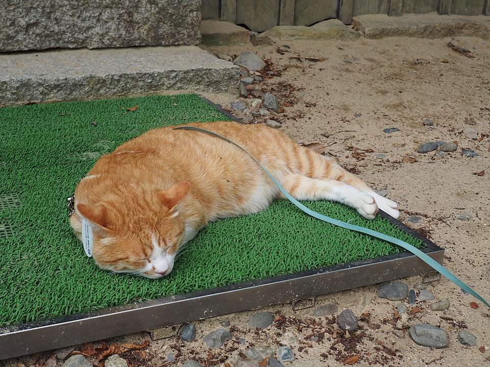 Sanjuro the castle cat at Bitchu Matsuyama Castle honmaru area with the reconstructed gate in the background showing his typical patrol route
