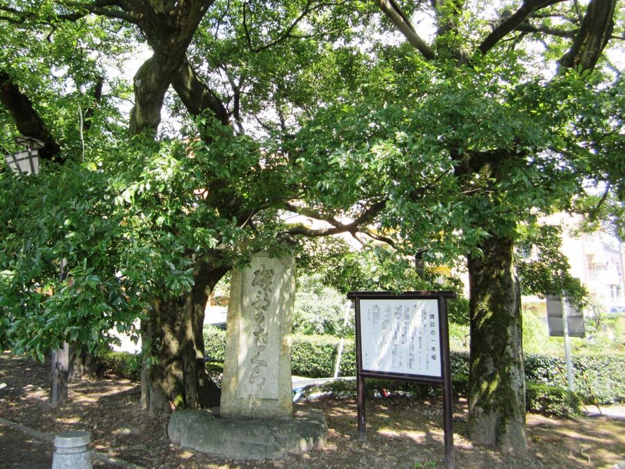The Isobe no Ippon Enoki hackberry tree in Toyama, said to be where Sassa Narimasa's concubine Sayuri was executed