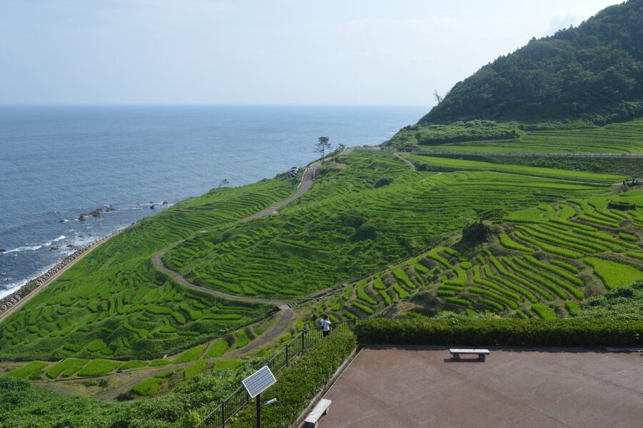 Wide view of small green rice paddies stepping down to the sea at Shiroyone Senmaida