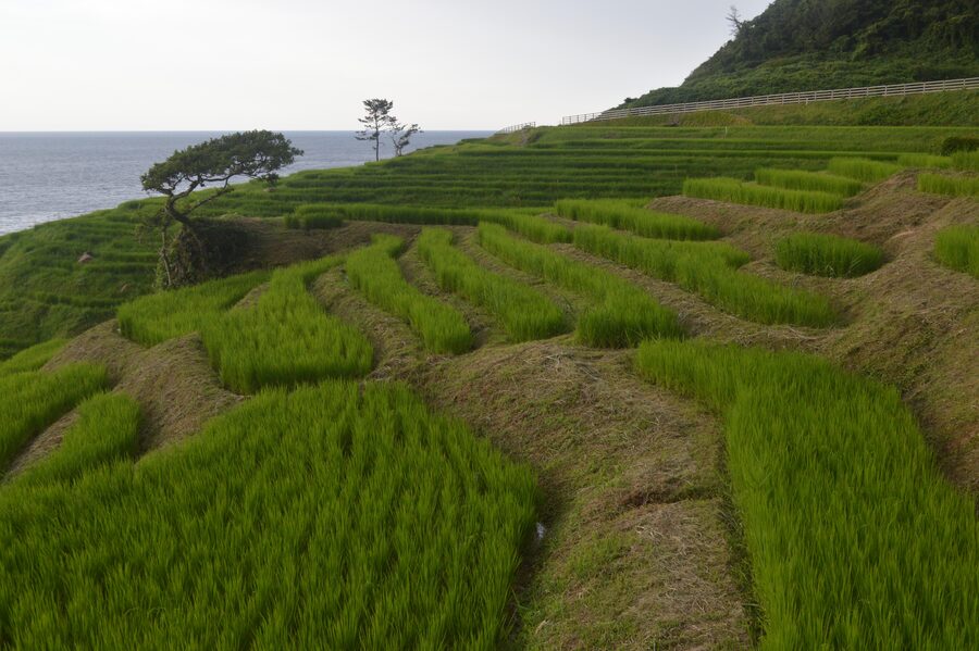 Curving rice paddies of Senmaida descending toward the Sea of Japan cliff
